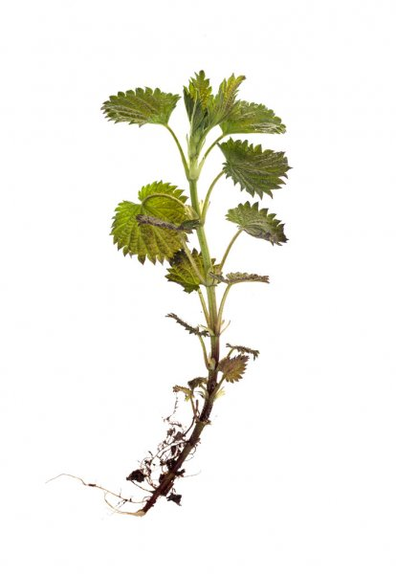 Nettle root - part of the TestoUltra formula