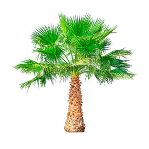 Sawn Palmetto (dwarf palm) is part of TestoUltra